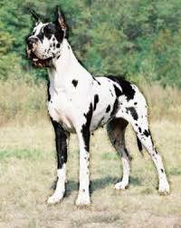 Doga2