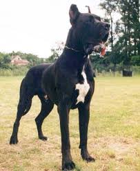 Doga3