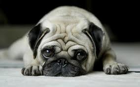 mops
