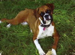 boxer